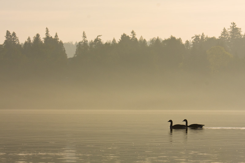 Silhouette Of Canadian Geese On Lake Sammamish